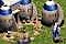 Age of Empires: Granary